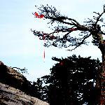 华山松图片 自然风光 风景图片