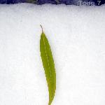 雪与叶落图片 自然风光 风景图片