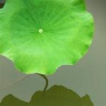 西山荷花A图片 自然风光 风景图片