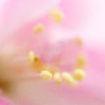 海棠花（二）图片 自然风光 风景图片