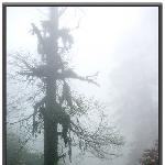 瓦屋山-雾雨浓绕树婀娜图片 自然风光 风景图片