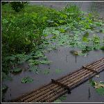 荷.微雨图片 自然风光 风景图片