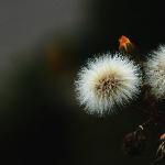 小花随拍图片 自然风光 风景图片