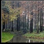 林--西湖边的另一处图片 自然风光 风景图片