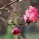 水杉、梨花图片 自然风光 风景图片