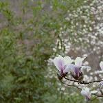 宝天曼的玉兰花图片 自然风光 风景图片