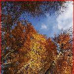 秋·阳光图片 自然风光 风景图片
