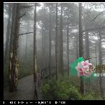 三清山。雾松图片 自然风光 风景图片