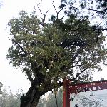 岱庙里的参天老树图片 自然风光 风景图片