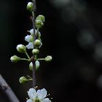 学拍梨花图片 自然风光 风景图片