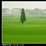 稻田过客图片 自然风光 风景图片