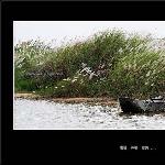 这边秋岸千重白，那处芦花入画来。图片 自然风光 风景图片