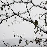 成都雪趣图片 自然风光 风景图片