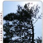 月日 香山之行——山中树图片 自然风光 风景图片