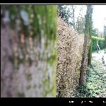 三圣花花图片 自然风光 风景图片