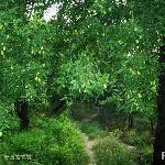 枣林的清晨图片 自然风光 风景图片