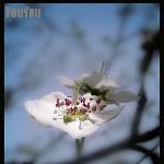又是桃花开图片 自然风光 风景图片