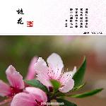 又是一年桃花红图片 自然风光 风景图片