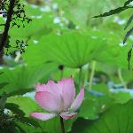 洪湖荷花（一）图片 自然风光 风景图片