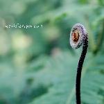 我的植物园图片 自然风光 风景图片