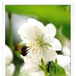 在那桃花盛开的季节---白桃图片 自然风光 风景图片