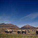 念青唐古啦草原的白牦牛图片 自然风光 风景图片