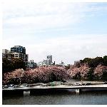 东京千鸟渊 樱花图片 自然风光 风景图片
