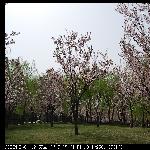 花开的春天图片 自然风光 风景图片