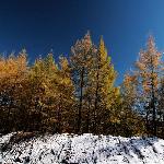雪色坝上，金色高原【坝上一】图片 自然风光 风景图片