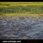 芒果之乡，田东——棋盘滩图片 自然风光 风景图片