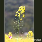 黄色经典之油菜花图片 自然风光 风景图片