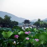 杭城荷图片 自然风光 风景图片