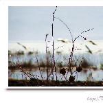 天鹅湖（一）图片 自然风光 风景图片