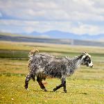 西藏组照（三）图片 自然风光 风景图片