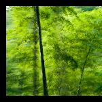 綠浪-竹海小品图片 自然风光 风景图片