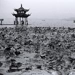hang zhou  黑白图片 自然风光 风景图片