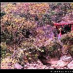 芦笛秋色图片 自然风光 风景图片