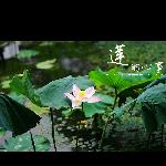 莲的心事图片 自然风光 风景图片