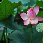 荷花情图片 自然风光 风景图片