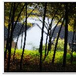 虎丘竹林图片 自然风光 风景图片