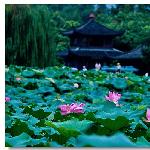 重彩夏荷图片 自然风光 风景图片