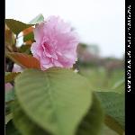 石峰樱花之行图片 自然风光 风景图片