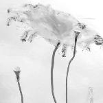 荷塘夏话图片 自然风光 风景图片