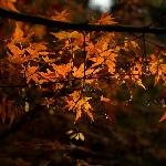 In November图片 自然风光 风景图片