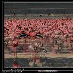 肯尼亚-那库鲁湖图片 自然风光 风景图片
