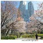 东京—樱花篇图片 自然风光 风景图片