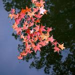 秋枫落叶图片 自然风光 风景图片