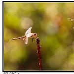蜻蜓的梦想图片 自然风光 风景图片