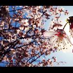 櫻花祭图片 自然风光 风景图片