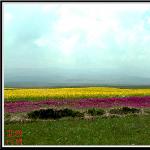 高原上绽放的油菜花图片 自然风光 风景图片